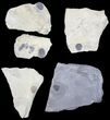 Lot: Small Elrathia & Bolaspidella Trilobites - Pieces #83402-2